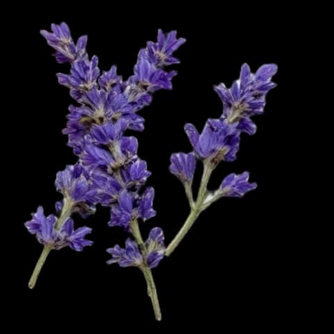 Decorative image